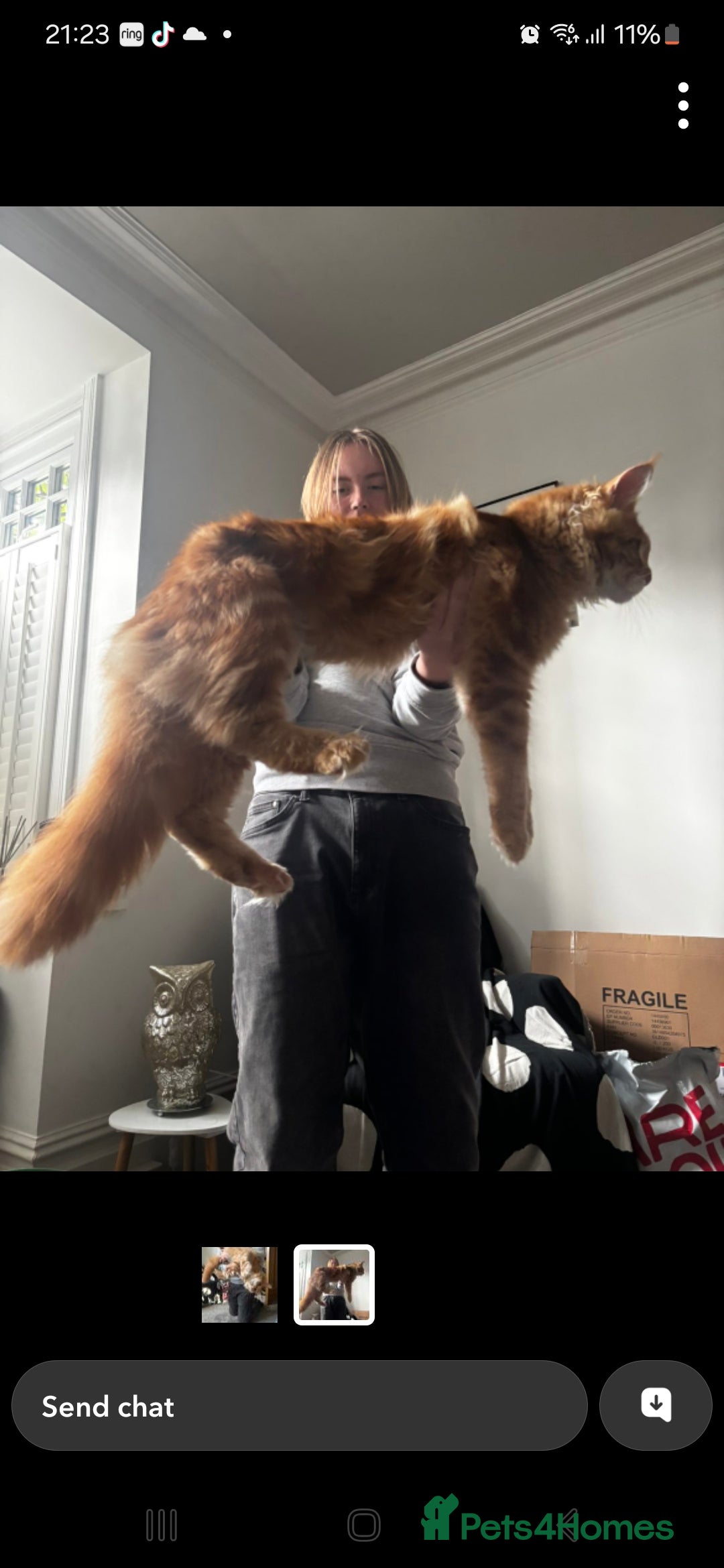 Maine Coon cats for sale: Full main coon kittens for sale - Advert 14