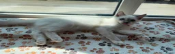 Ragdoll cats for sale: Ragdolls ready for new homes  - Advert 4