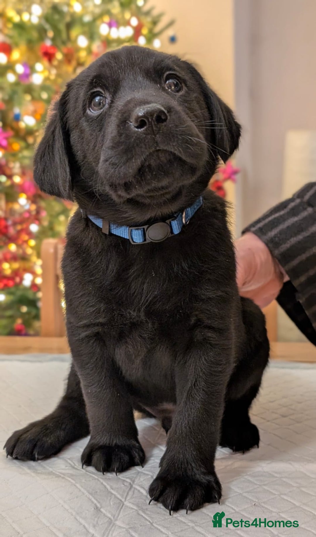 Labrador Retriever dogs for sale: Black KC Registered Labrador Puppies - Advert 8