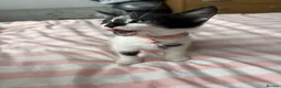 Mixed Breed cats for sale: 2 Male and 2Female kittens  in Hayes - Advert 11