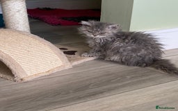 Selkirk Rex cats for sale: Beautiful selkirkrex babies - Image 15