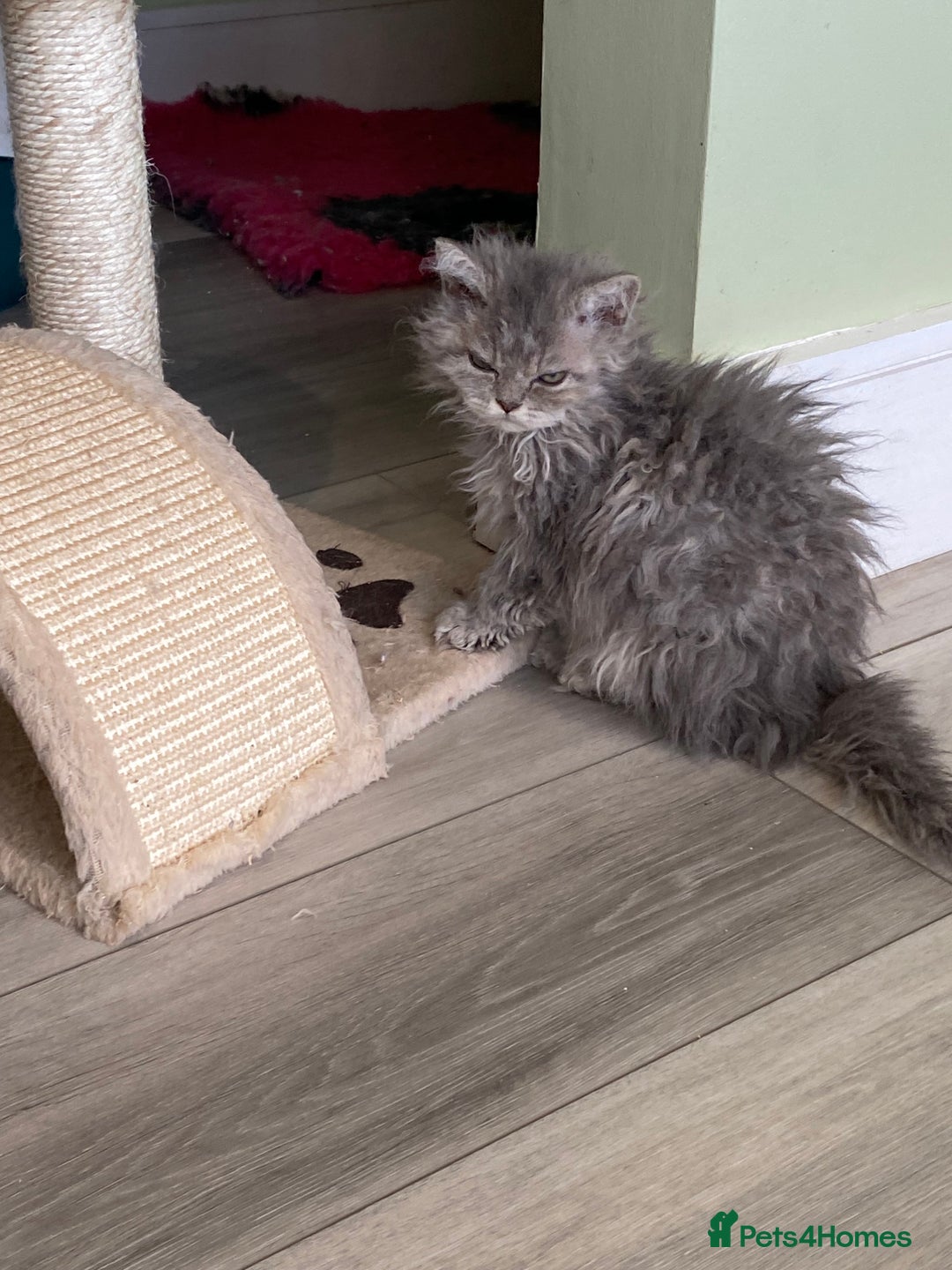 Selkirk Rex cats for sale: Beautiful selkirkrex babies - Image 15