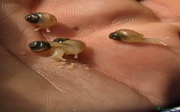 Snails invertebrates for sale: Ggghhg - Image 10