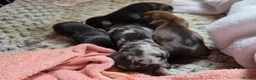 Miniature Dachshund dogs for sale: MINIATURE DACHSHUNDS TO FIND THEIR FOREVER HOME 🏡 - Advert 22