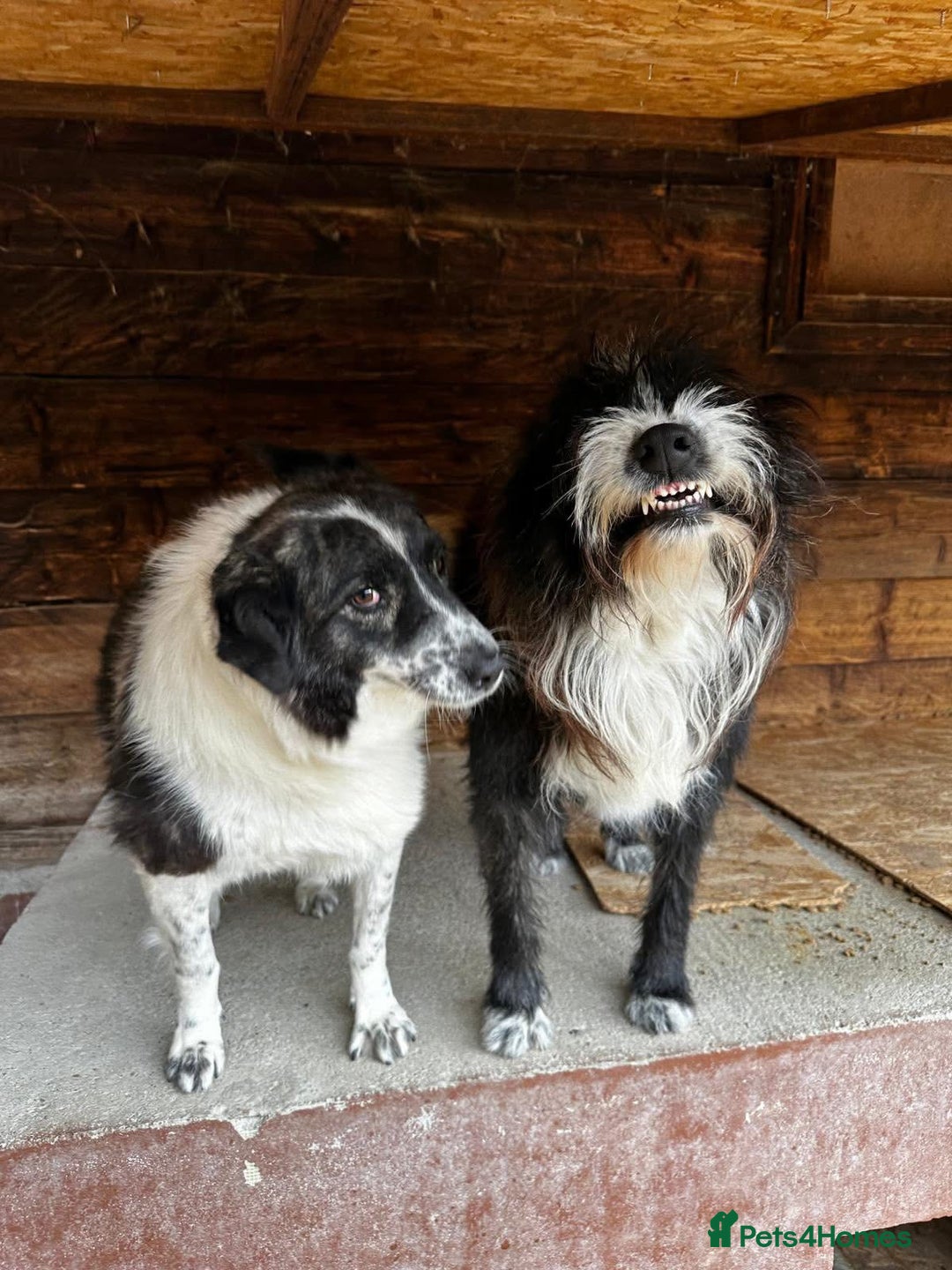 Mixed Breed dogs for adoption: Xin and Yedda - Bonded Pair desperate for a home! - Advert 3