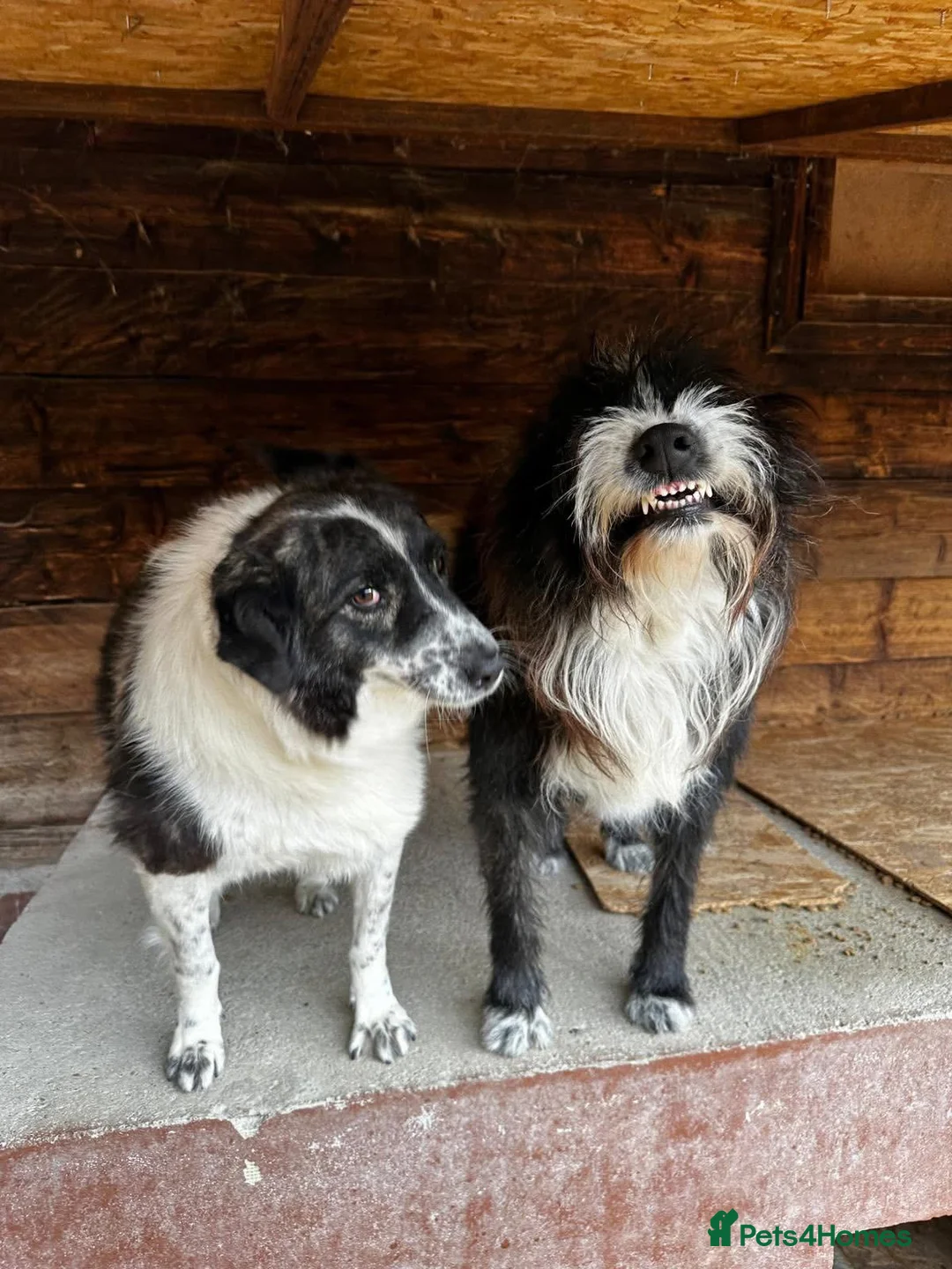 Mixed Breed dogs for adoption: Xin and Yedda - Bonded Pair desperate for a home! - Advert 3