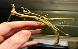 Stick Insects invertebrates for sale: Leaf and stick insects for sale - Image 2