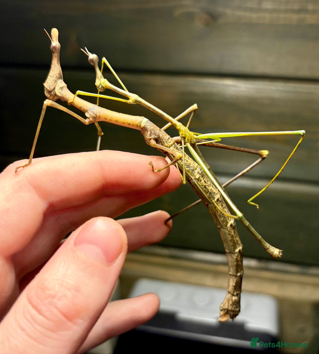 Stick Insects invertebrates for sale: Leaf and stick insects for sale - Image 2