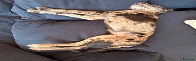 Mixed Breed 1