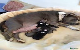 American Bully dogs for sale: American pocket bully  - Image 7