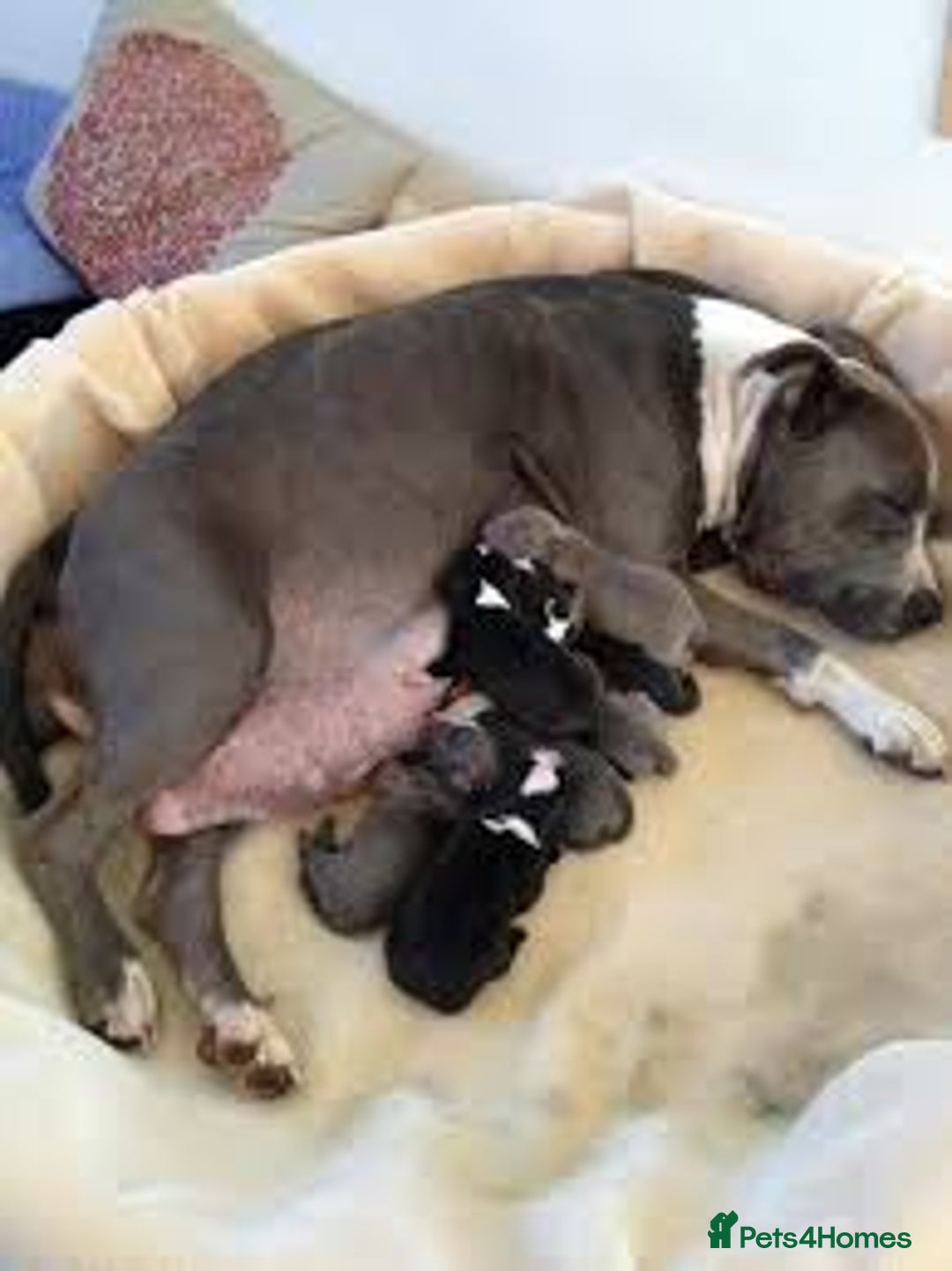 American Bully dogs for sale: American pocket bully  - Image 7