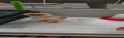 Chickens poultry for sale: Hybrid chicks for sale - Advert 7