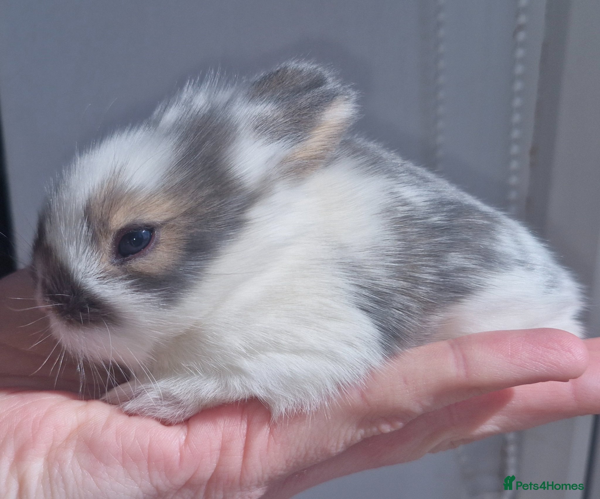 Mini Lion Lop rabbits Mini Lop X Double Maned Lionhead Babies - Advert 9