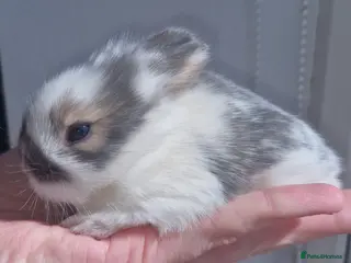 Mini Lion Lop rabbits Mini Lop X Double Maned Lionhead Babies - Advert 9