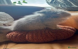 Persian cats for sale: Beautiful Pedigree Persians  - Image 14