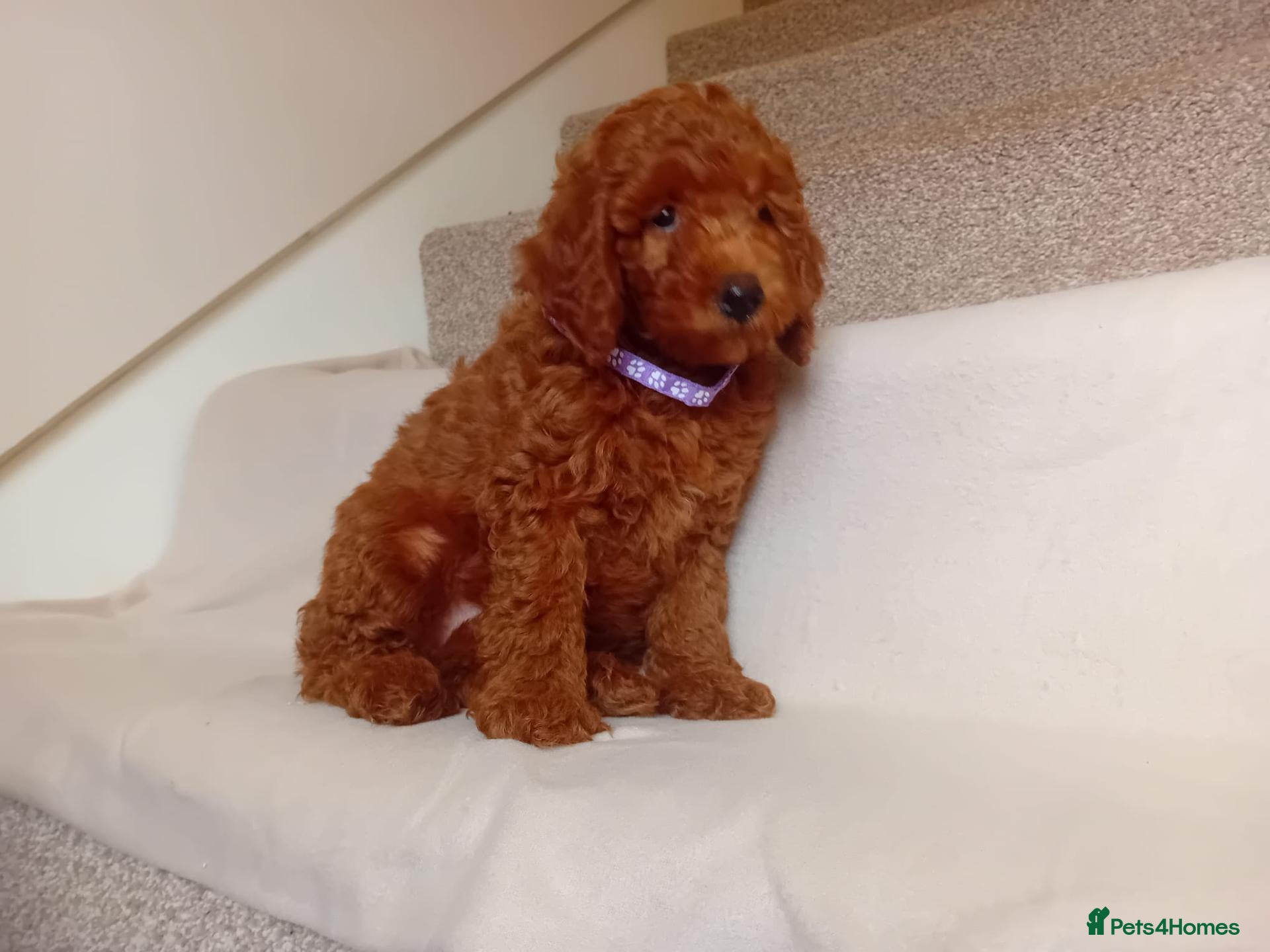 Goldendoodle dogs 🐶🐶 Miniature Red Goldendoodle Puppies 🐶🐶 - Advert 2