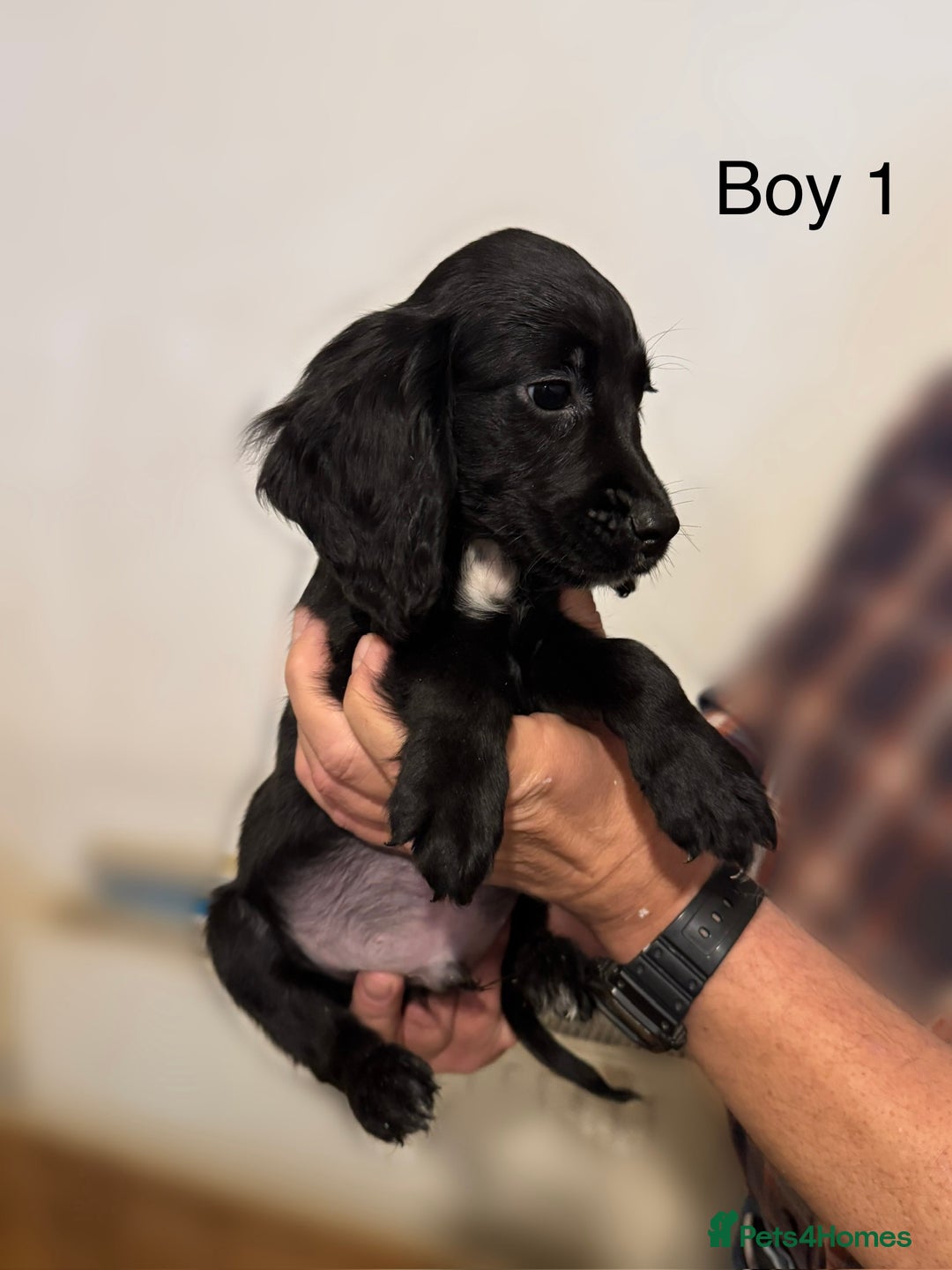 Cocker Spaniel dogs for sale: Beautiful cocker spaniel puppies ready now - Advert 4