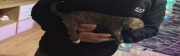 Mixed Breed dogs for sale: 🐾 American bulldog puppies🐾 - Advert 11