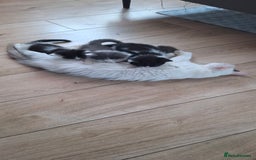 Ragdoll cats for sale: Ragdoll cross kittens  - Image 8