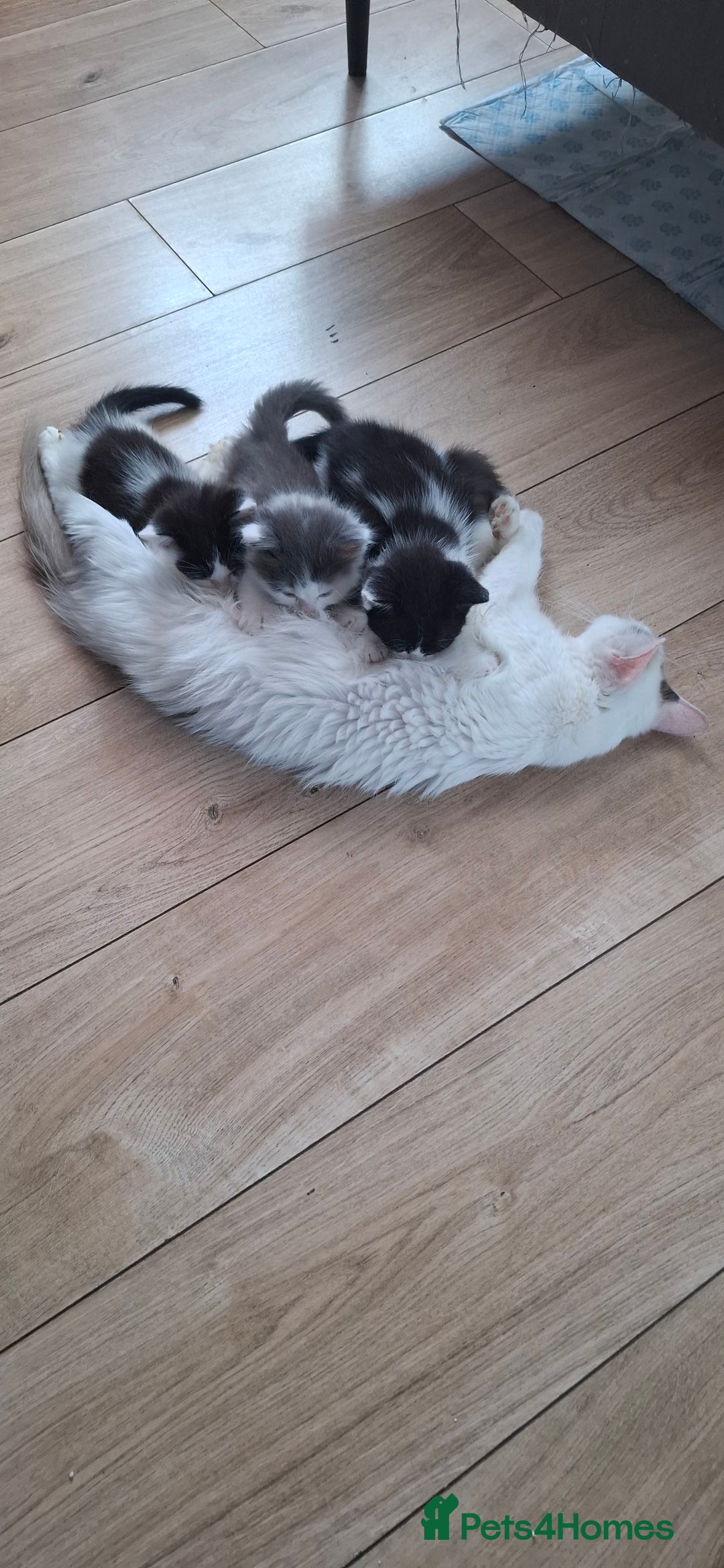 Ragdoll cats for sale: Ragdoll cross kittens  - Image 8