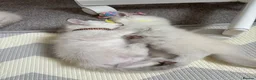 Ragdoll cats for sale: 2 beautiful ragdoll‘s girls for sale  - Advert 6