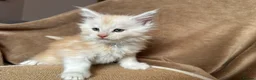 Maine Coon cats for sale: TICA Maine coon Kittens Smoke/Silver - Advert 6