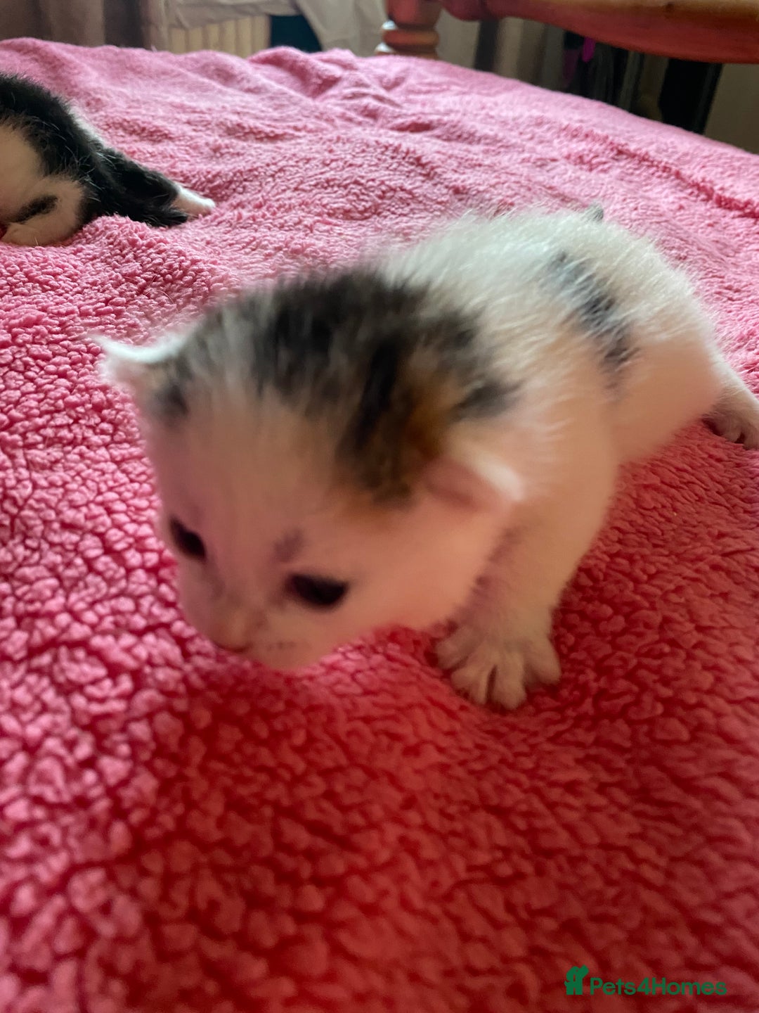 British Shorthair cats for sale: Beautiful baby kittens ready 23rd Dec - Advert 9
