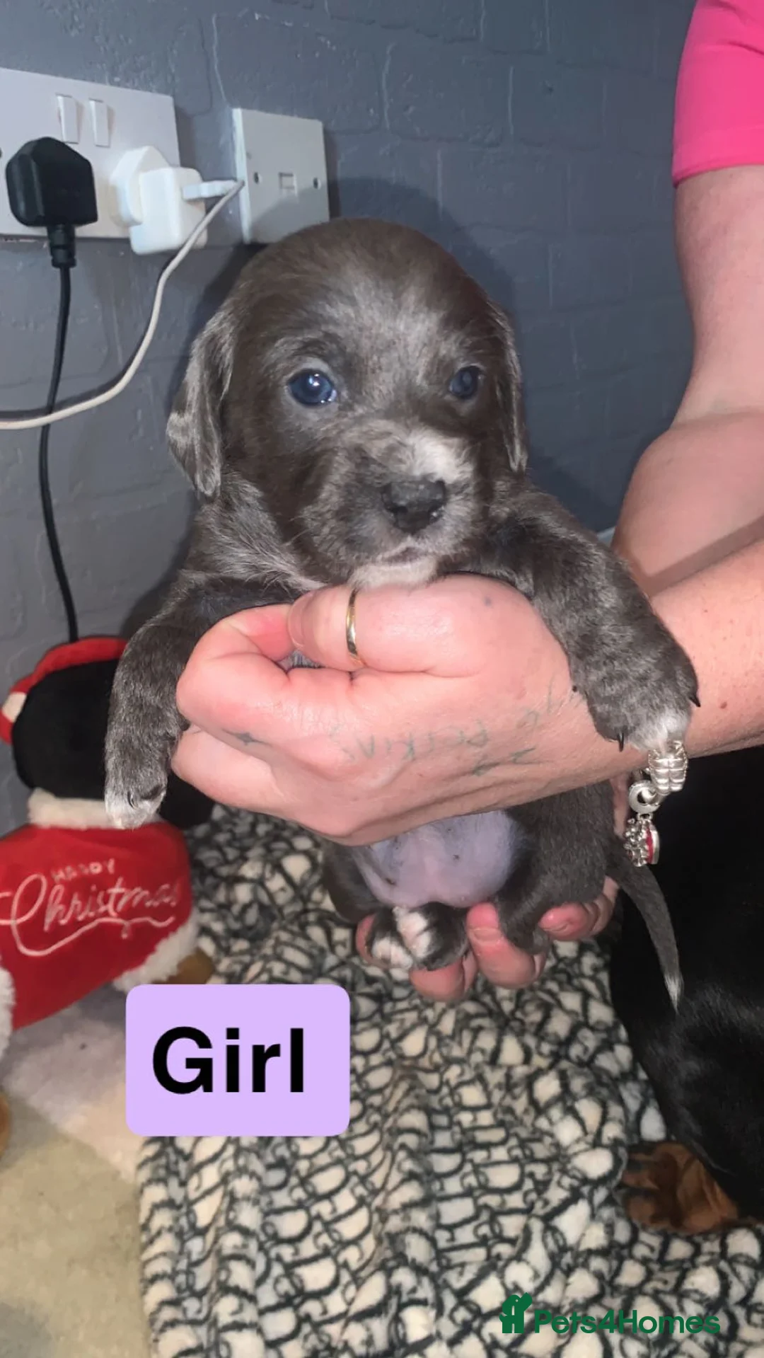 Mixed Breed dogs for sale: Litter of 5 beautiful puppies - Advert 1