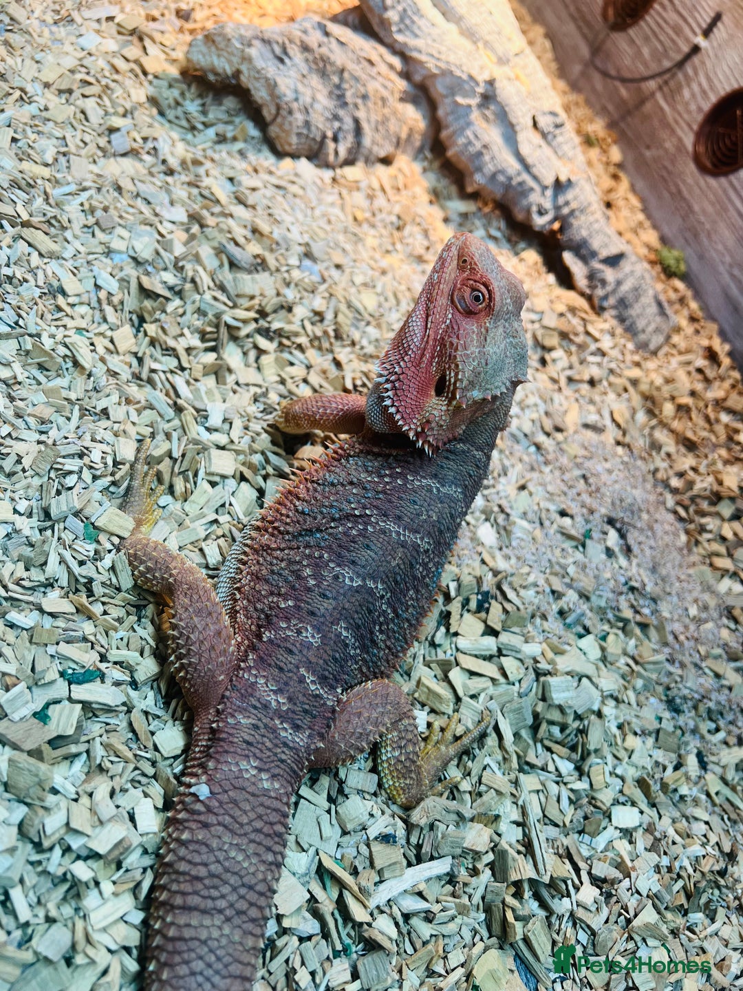 Bearded Dragon reptiles for sale: Red bearded dragon  - Advert 7