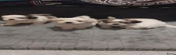 Malshi dogs for sale: MALSHI  - Advert 5
