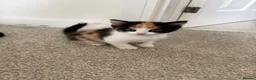 Mixed Breed cats for sale: 3 bsh cross kittens  - Advert 4