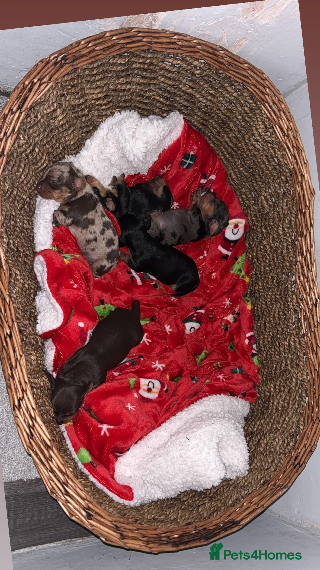 Miniature Dachshund dogs for sale: Miniature dachshund puppies - Advert 10