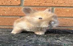Angora rabbits for sale: English Angora  - Image 14
