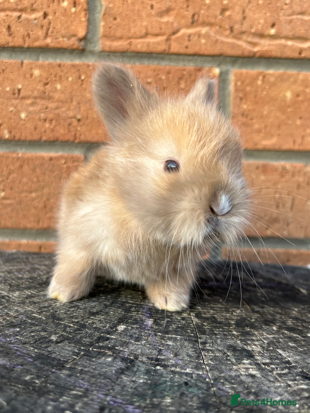 Angora rabbits for sale: English Angora  - Image 14