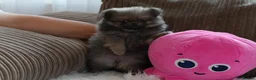 Pomeranian dogs for sale: Four small cute pups  - Advert 34