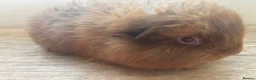 Guinea Pig rodents for sale: Father and son Swiss boys - Advert 10