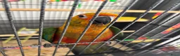 Conures birds for sale: Hand Tame Jenday Conure, Hand Reared - Advert 10