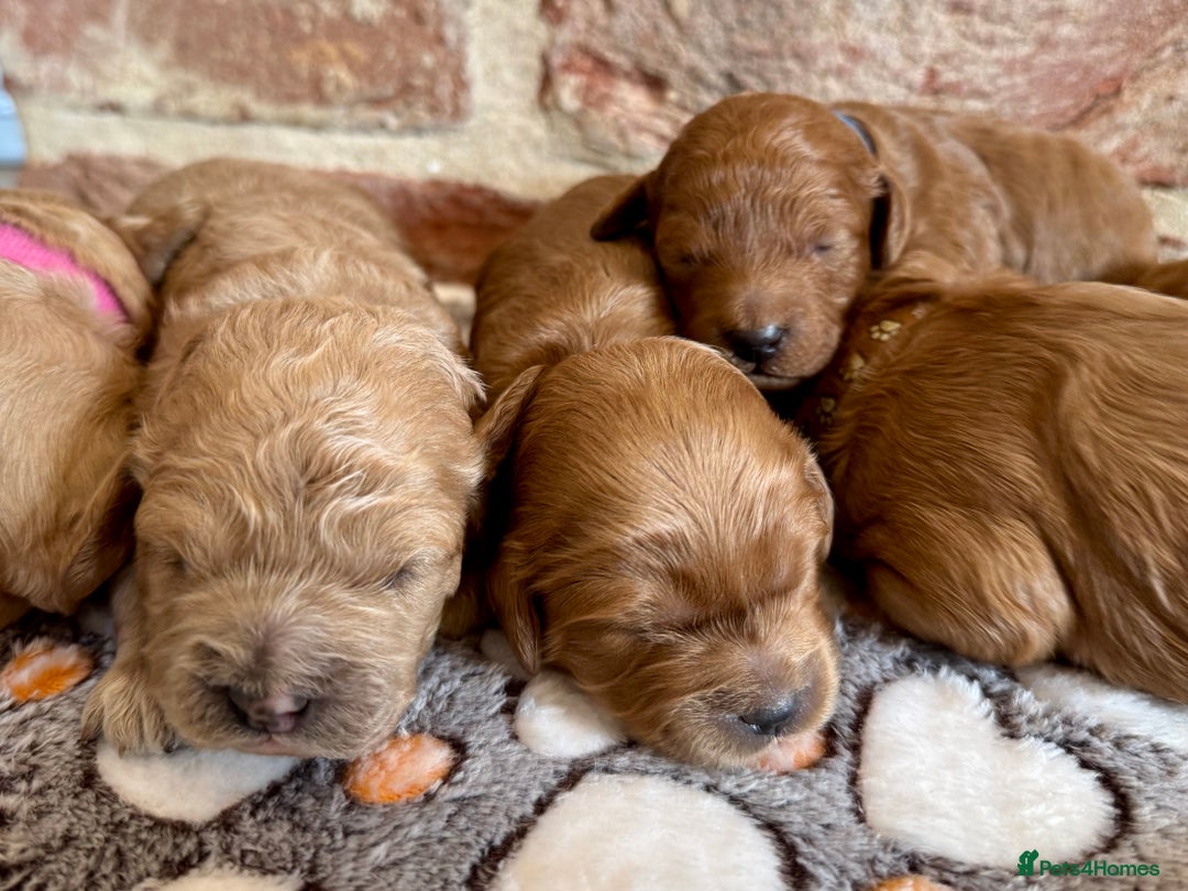 Cavapoo dogs for sale: F1b cavapoos - Image 8
