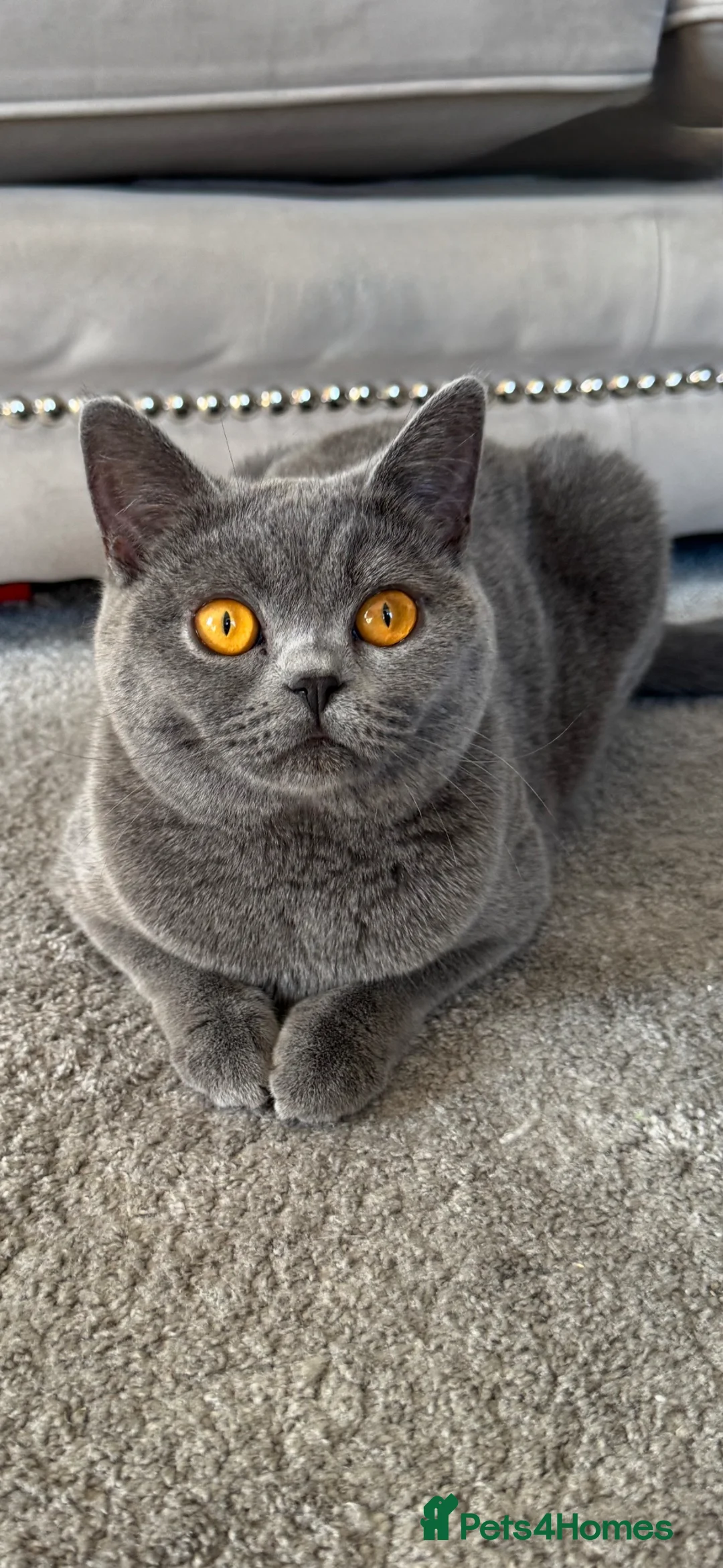 British Shorthair cats for sale: BRITISH SHORTHAIR BLUE - INSANELY BEAUTIFUL  in Chelmsford - Advert 2