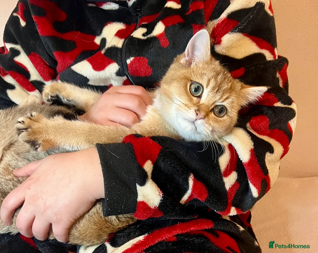 British Shorthair cats for sale: 🐾 Purebred BSH Golden kitten 🐾  - Advert 30