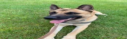 Mixed Breed dogs for sale: Dexter  in North Shields - Advert 1