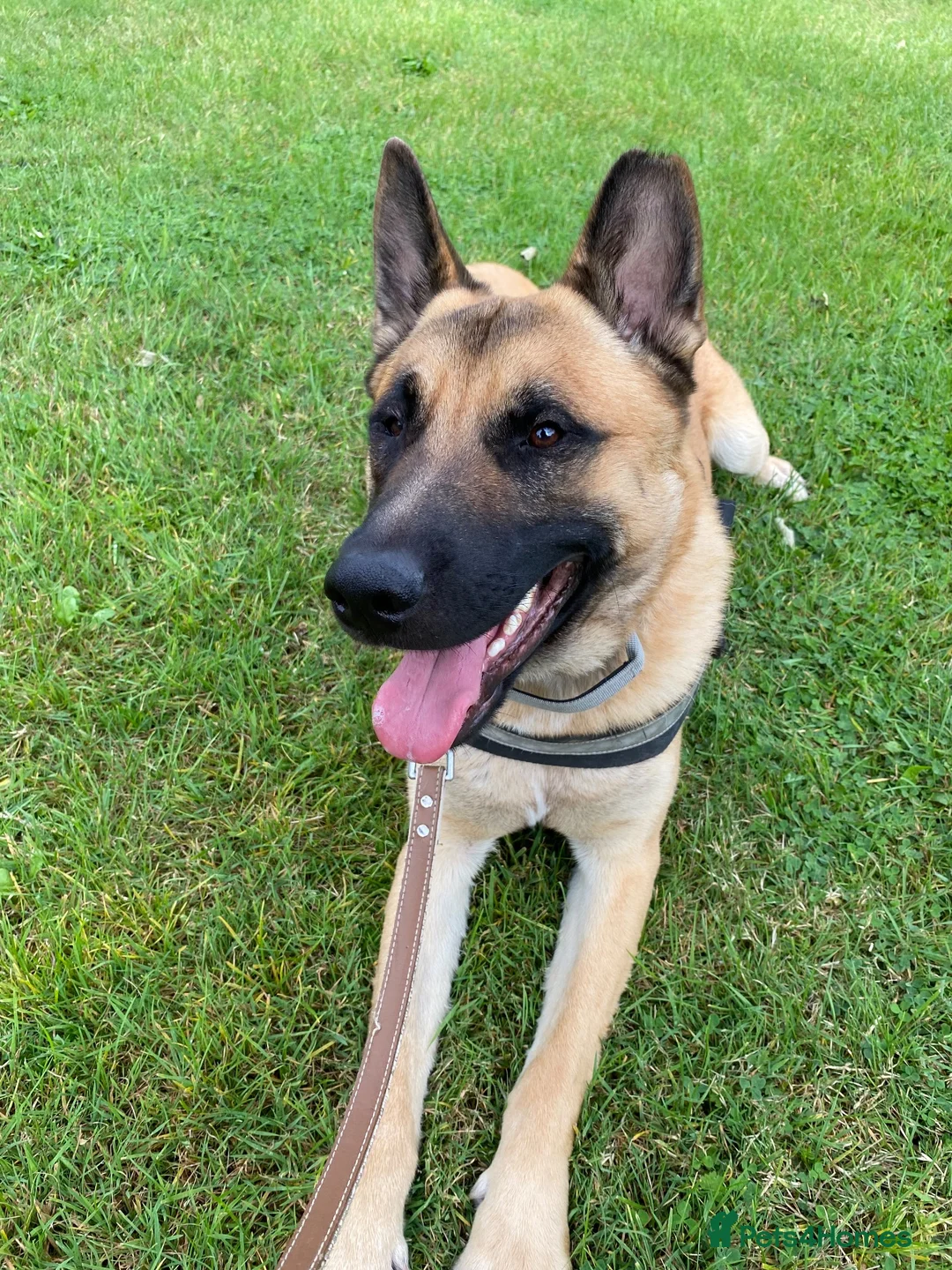 Mixed Breed dogs for sale: Dexter  in North Shields - Advert 1