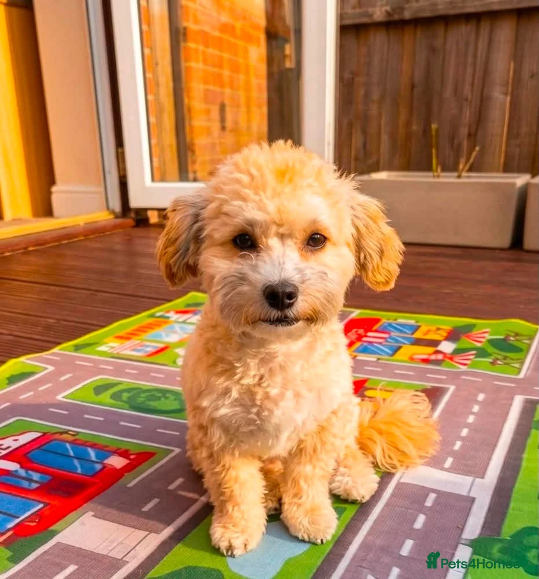 Maltipoo dogs for sale: Maltipoo puppy last girl  in Coventry - Advert 2