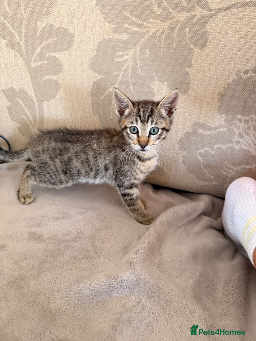 Mixed Breed cats for sale: Siamese cross tabby kittens for sale  - Advert 1