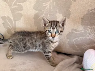 Mixed Breed cats Siamese cross tabby kittens for sale - Advert 3