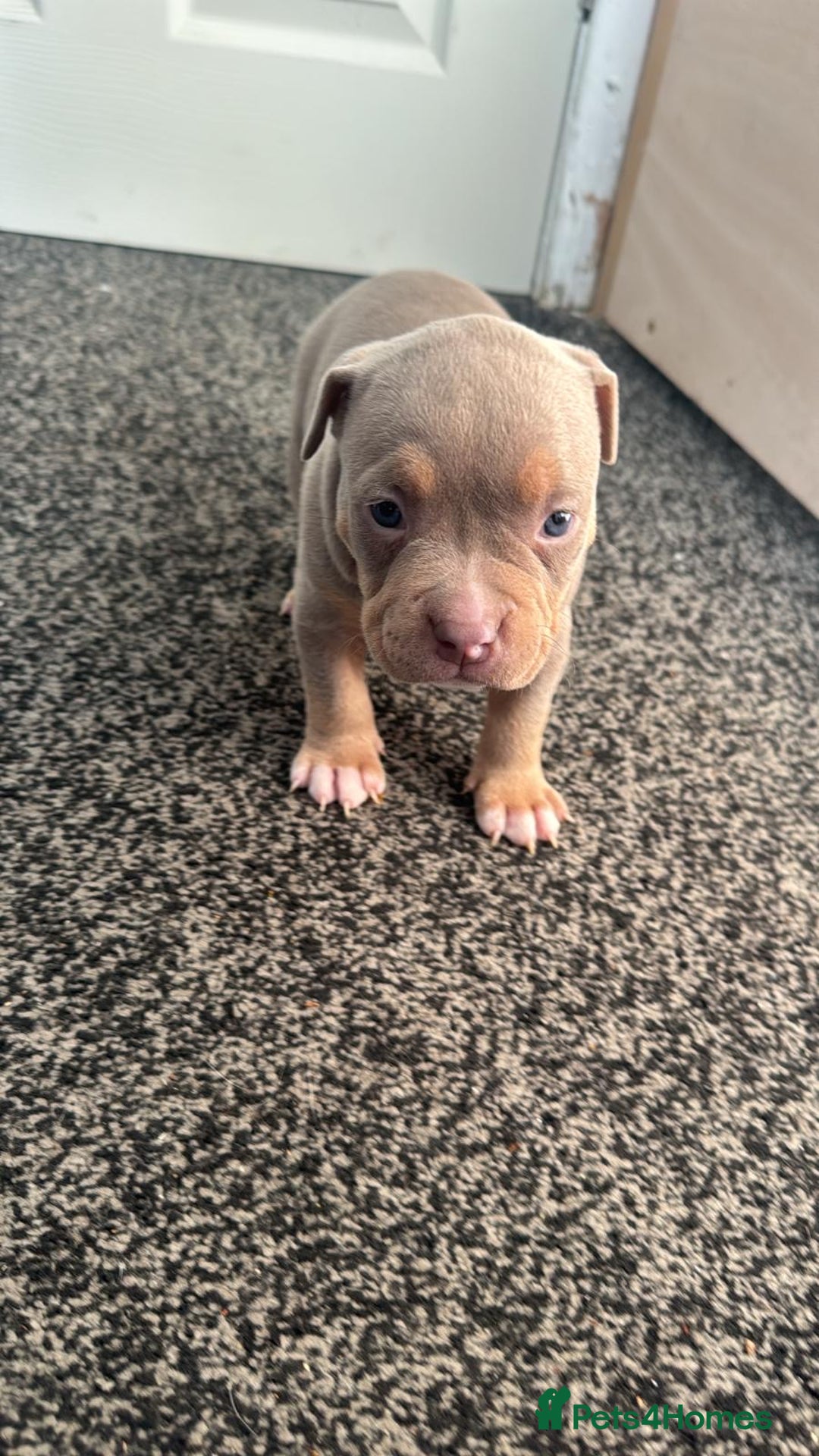 American Bully dogs for sale: Beautiful little pocket bullies for sale - Advert 26