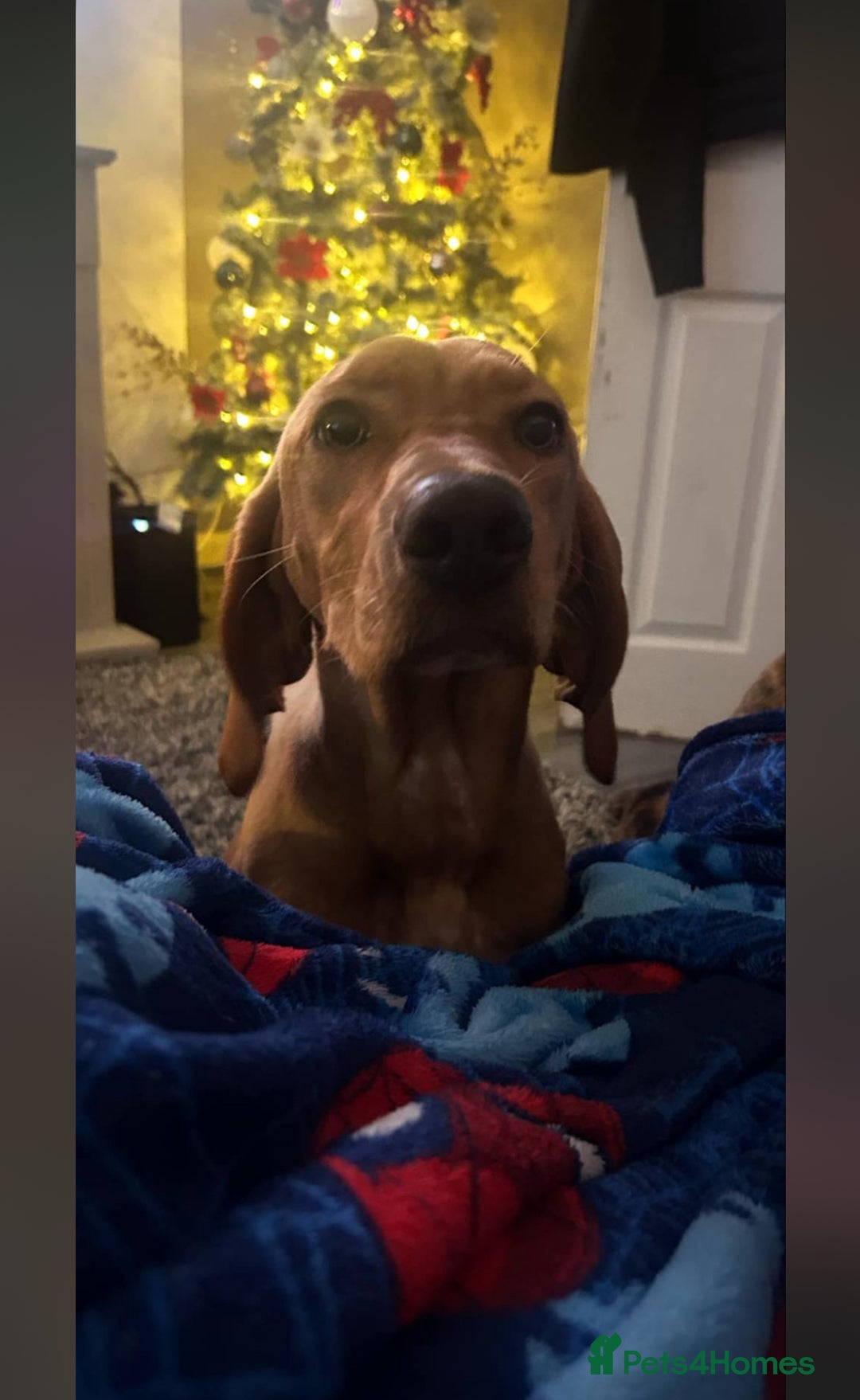 Mixed Breed dogs for sale: mixed breed Hungarian vizsla  - Image 2