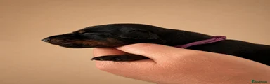 Dobermann 7