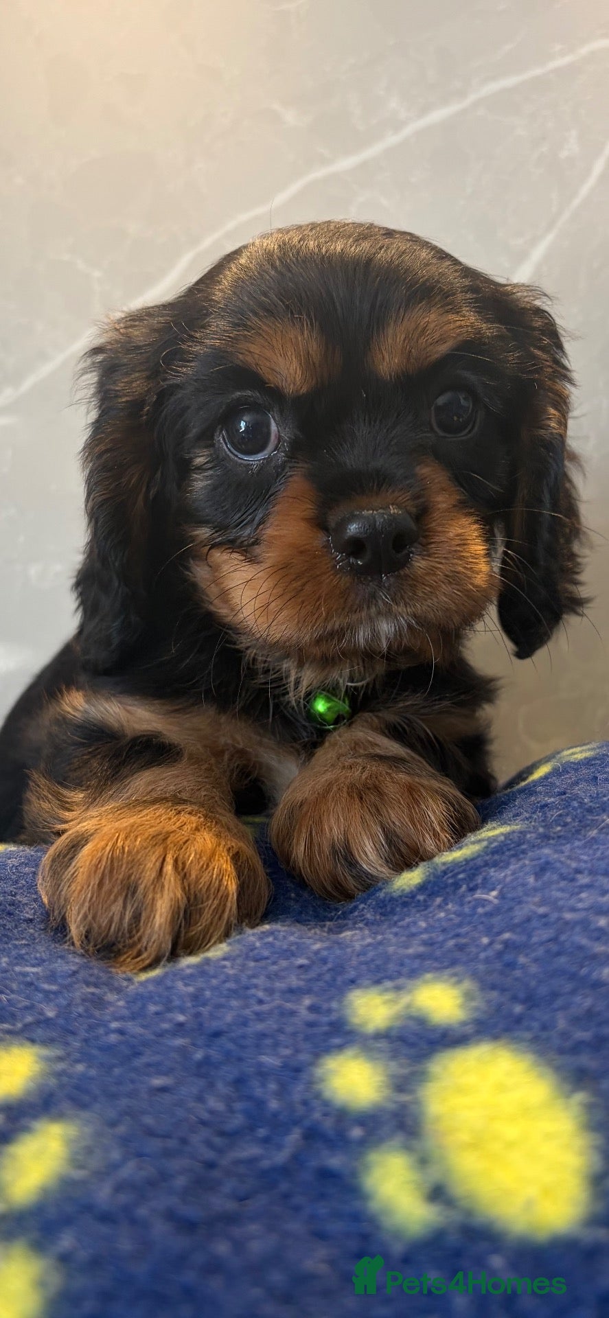 Cavalier King Charles Spaniel dogs KC Beautiful Health tested Babies - Advert 1