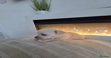 Chihuahua dogs - Advert 4